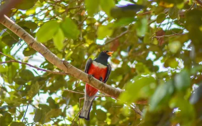 Educación Ambiental y Turismo Comunitario en la localidad Real de Huautla, Reserva de la Biósfera Sierra de Huautla