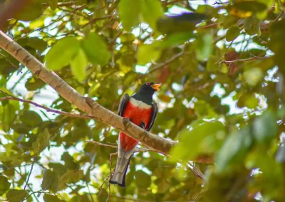Educación Ambiental y Turismo Comunitario en la localidad Real de Huautla, Reserva de la Biósfera Sierra de Huautla