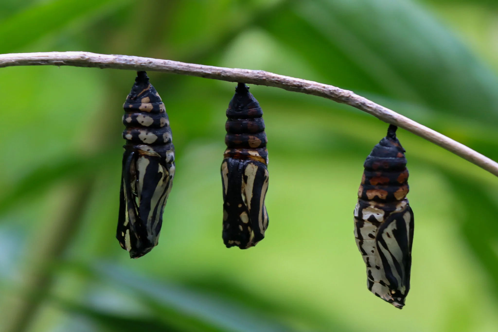 imagen de unos capullos de mariposas