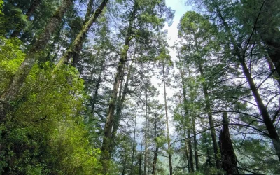 Parque Nacional Lagunas de Zempoala