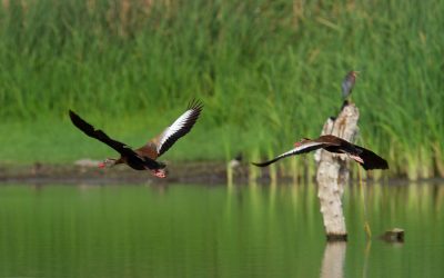 Lago de Coatetelco: Un Ecosistema en Transformación