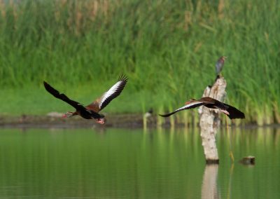 Lago de Coatetelco: Un Ecosistema en Transformación
